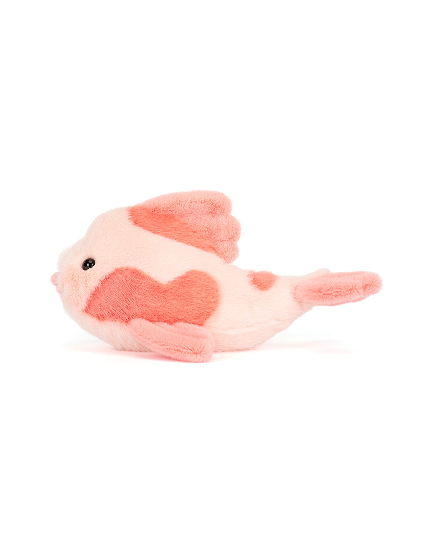 FANCY CARP